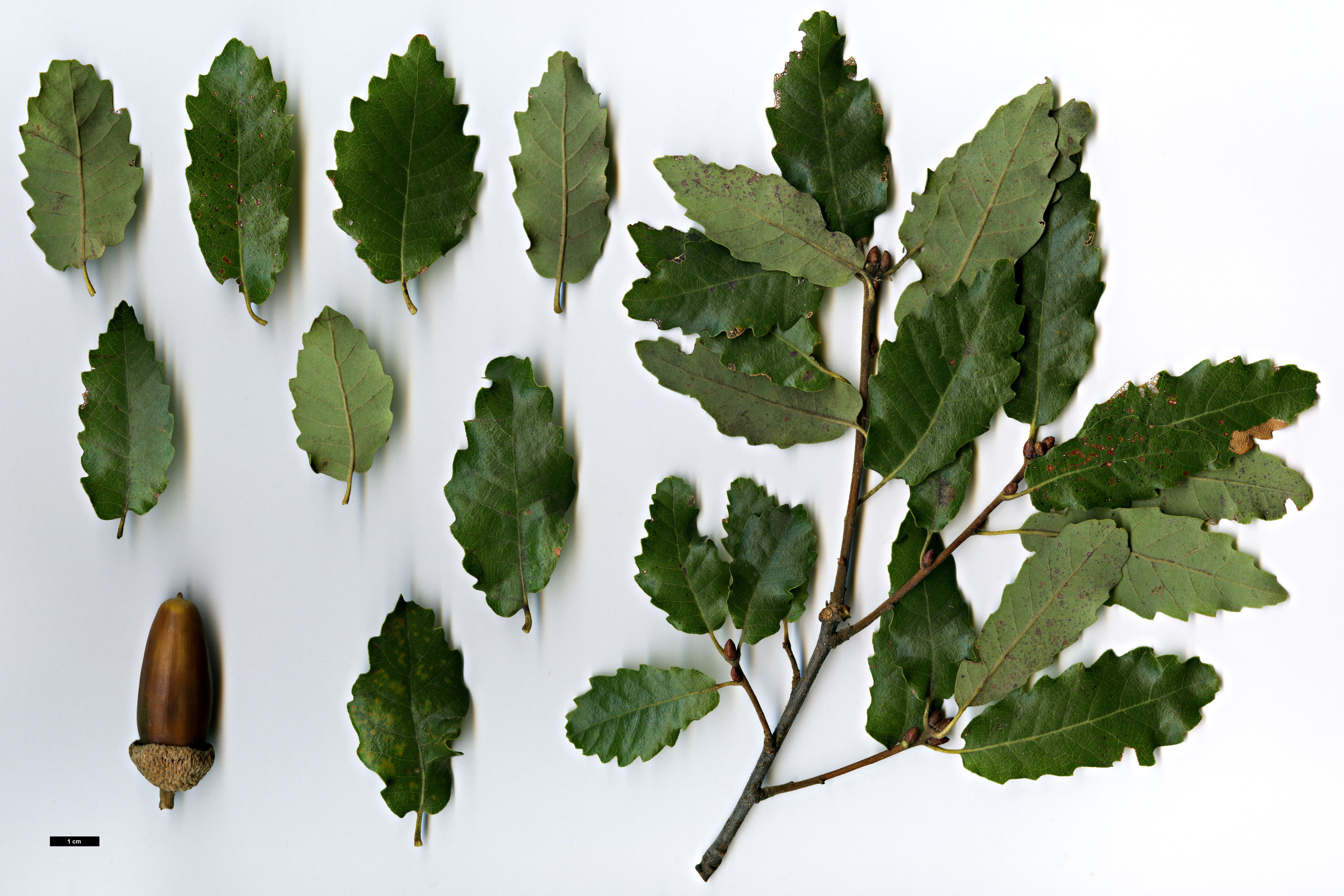 High resolution image: Family: Fagaceae - Genus: Quercus - Taxon: ×fagineomirbeckii (Q.canariensis × Q.faginea)